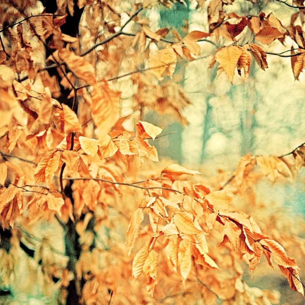 Autumn leaves, fall tree, New York City, NYC, rust orange leaves original fine art nature photography 8x8