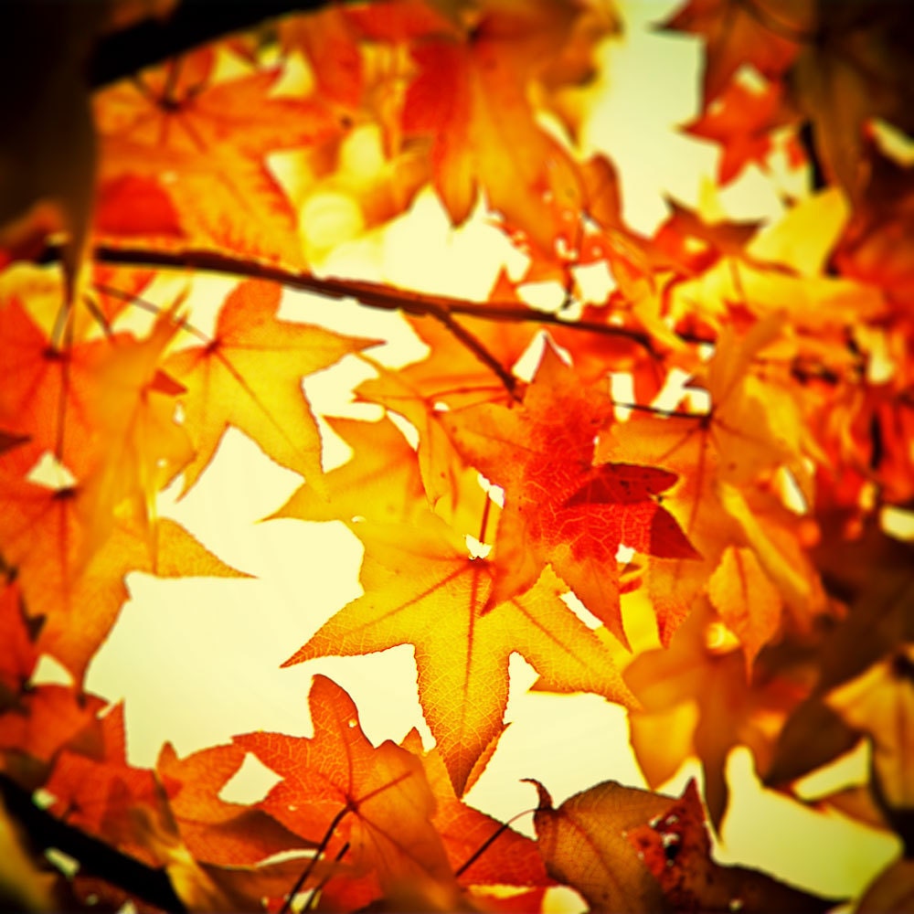 Autumn photography, fall colors, red maple leaf, tree photograph, autumn leaves, amber, orange, nature photo 8x8