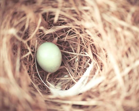 Robins egg nature photography spring photo fine art photograph shabby chic home decor teal and brown - 8x10