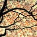 Tree Photography home decor nature prints autumn color - Forest For The Trees - 6 art prints set  - 5x7 and 5x5 photographs