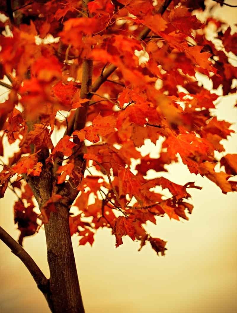 Autumn decor red leaves harvest print crimson fall holiday decoration maple tree - fine art nature photography - 16x20