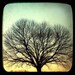 Tree Photography, lone tree, winter photography, home decor, teal blue, winter sky, bare sunlit black silhouette - Tree at sunset - 8x8