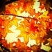 Autumn photography, fall colors, red maple leaf, tree photograph, autumn leaves, amber, orange, nature photo 8x8