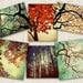 Tree Photography home decor nature prints autumn color - Forest For The Trees - 6 art prints set - 5x7 and 5x5 photographs