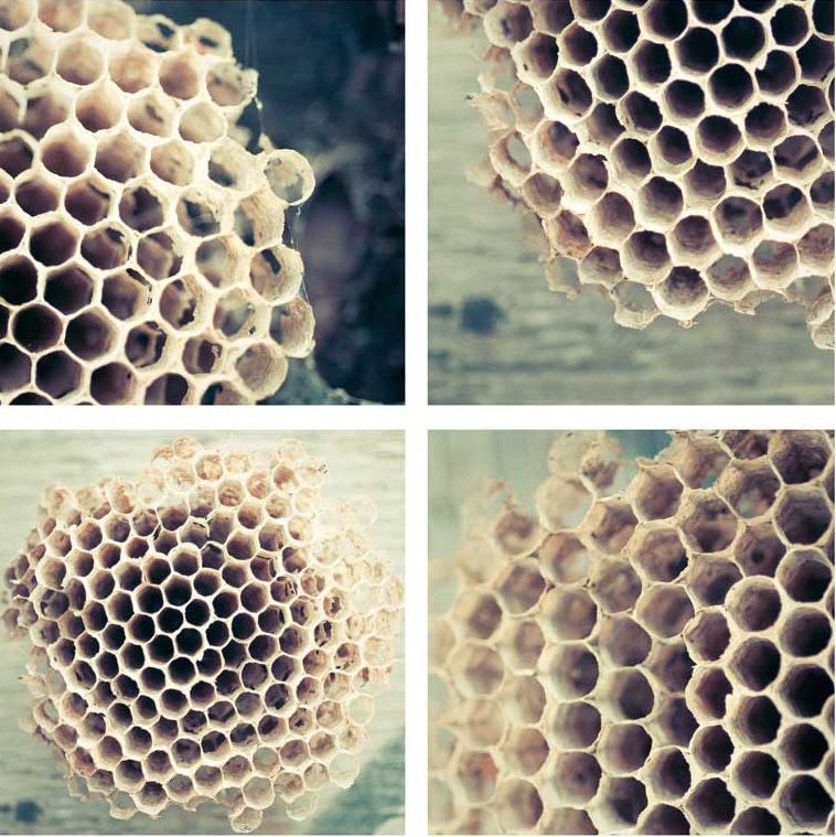 Honey comb photography Bee hive art teal green cream nature photography simple rustic collection home decor wall art - 4 5x5 photographs