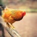 Animal photography french country chicken print kitchen decor art for kitchen country home orange and brown color - 8x10 photograph