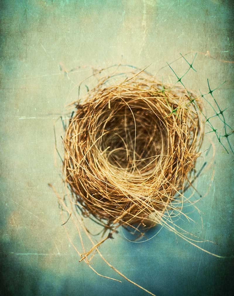 Nature Photography, natural history, bird's nest, teal blue - Empty Nest - 5x7