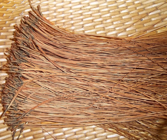 PINE NEEDLES for Basketry or Gourd Crafts - Premium Long Leaf