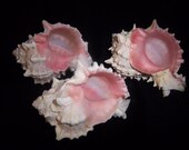 Beacch Decor-3 Pink Murex Shells