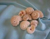 Beach Decor- 12- Polished Delphinulus shells