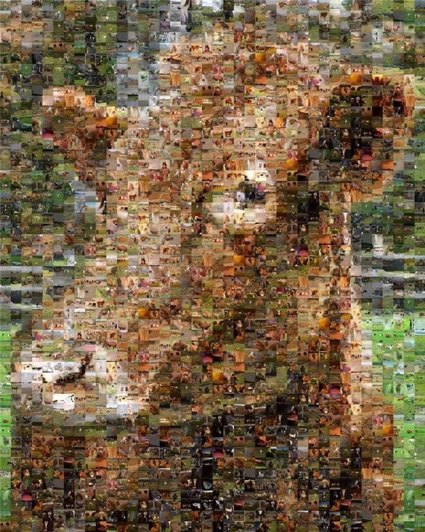 Cow Mosaic