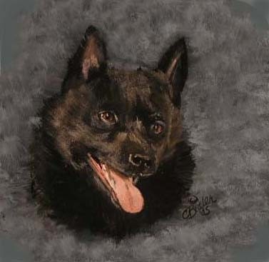 Schipperke half gallon treat jar