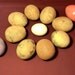 RESERVED for GOURD SILLY Dried, Cleaned, Craft Ready Egg Gourds, (Item 40) & (Item 19)