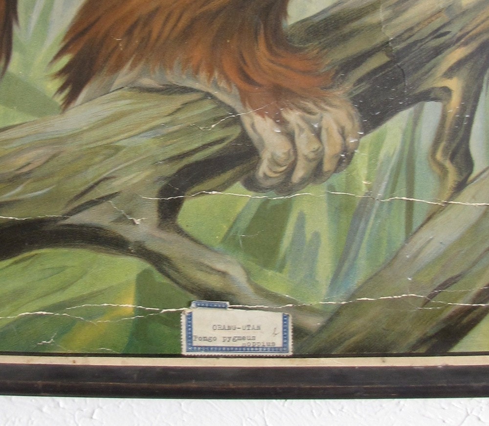RESERVED Vintage Antique School Wall Chart Natural History Zoology Orangutan Monkey Primate 1900s Austin Modern