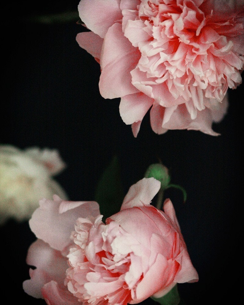 Peony No. 3282