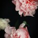 Peony No. 3282