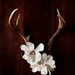 Antler No. 6944