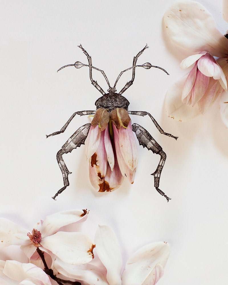 Magnolia Bug No. 4332