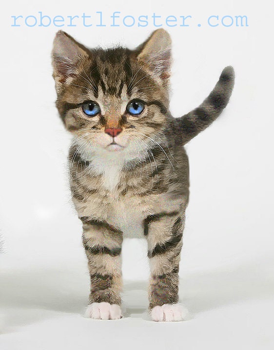 Kitten Tabby Cat