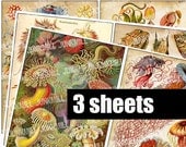 ANEMONE - Digital Printable Collage Sheets - Vintage Zoological Lithographs with Jellyfish, Starfish, Coral & Sea Life, Instant Download