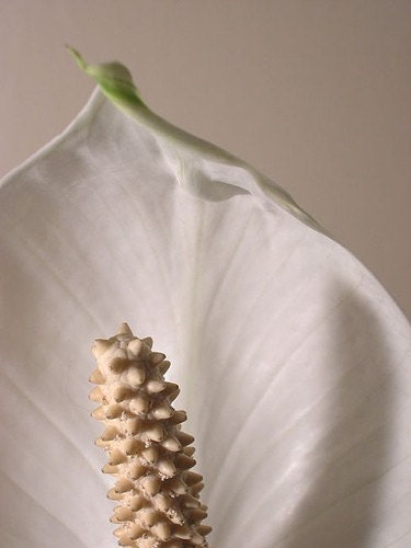 Peace Lily 8x12