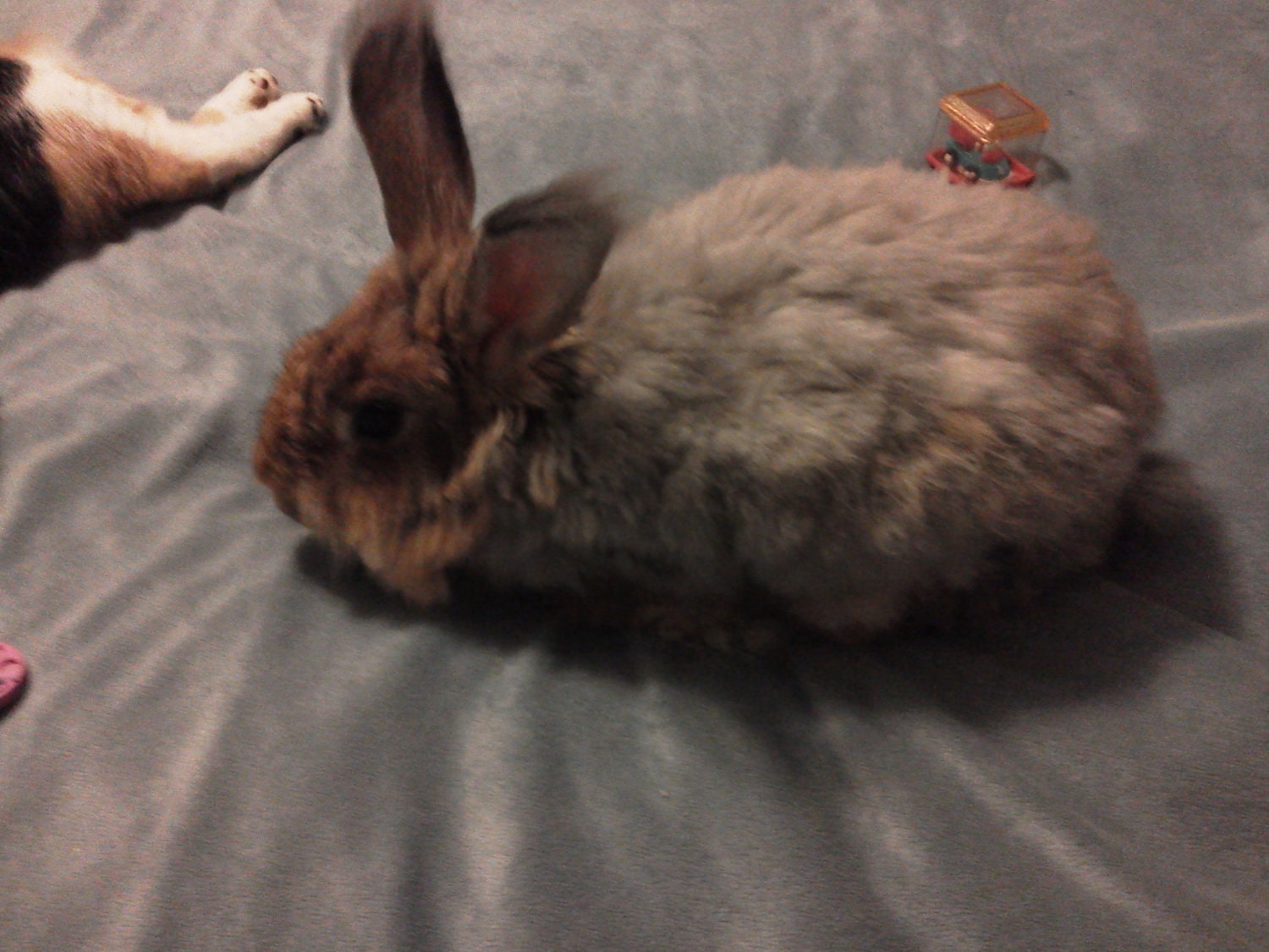 angora fiber from my chestnut agouti bunny rabbit