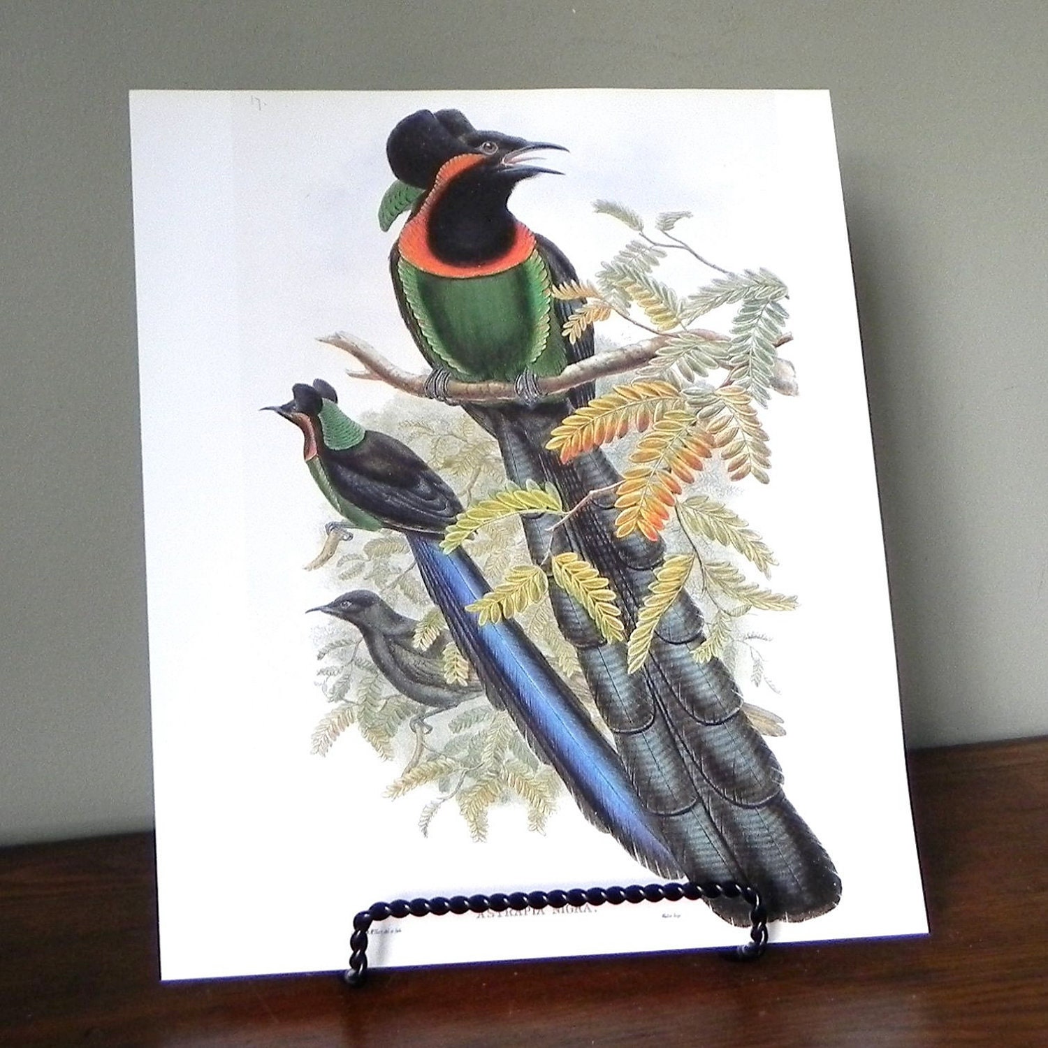 Vintage print book plate of two colorful tropical birds.