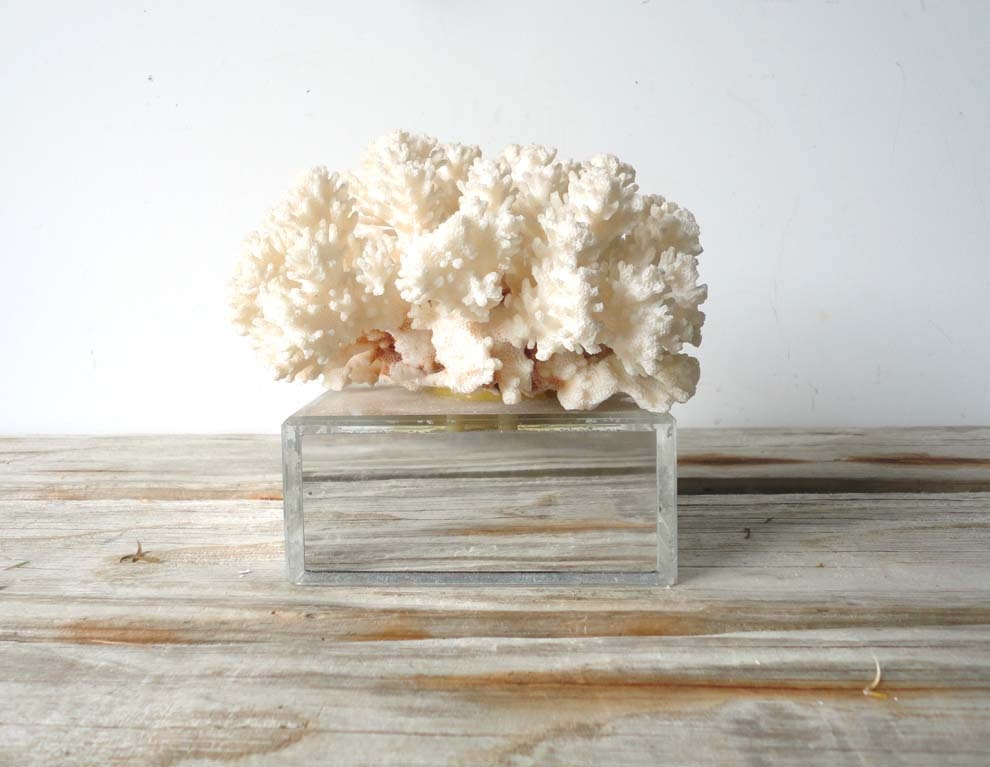 Natural Coral on Mirrored Base