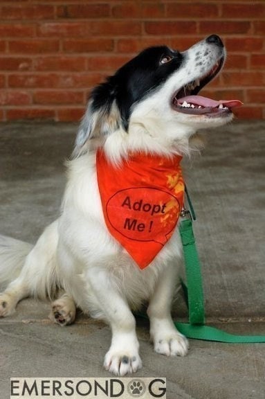 SET OF 6 ADOPT ME BANDANAS MIXED SIZES FOR RESCUE ADOPTION GROUPS