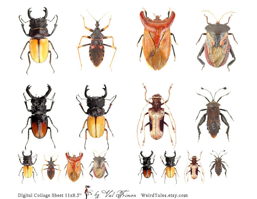 Insects - Bugs - Caterpillar BETA - Digital Collage Sheet (No 066)