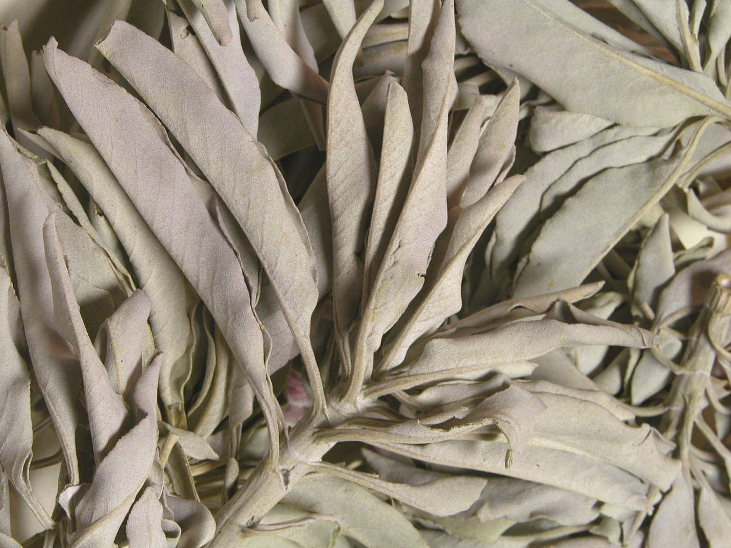 Organic White Sage . Herbal Alchemy . For Cleansing and Clearing the Home of Negativity, Spiritual Cleansing, Banishing, Protection
