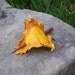 Yellow  Sycamore Leather Leaf Hair Cup