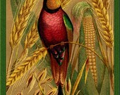 Hummingbird American Breakfast Cereal Refrigerator Magnet - FREE US SHIPPING