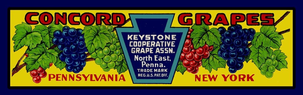 Keystone Concord Grapes  Refrigerator Magnet -  FREE US SHIPPING
