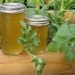 Organic Orange Watermelon Jelly NC Grown 8 oz Jar