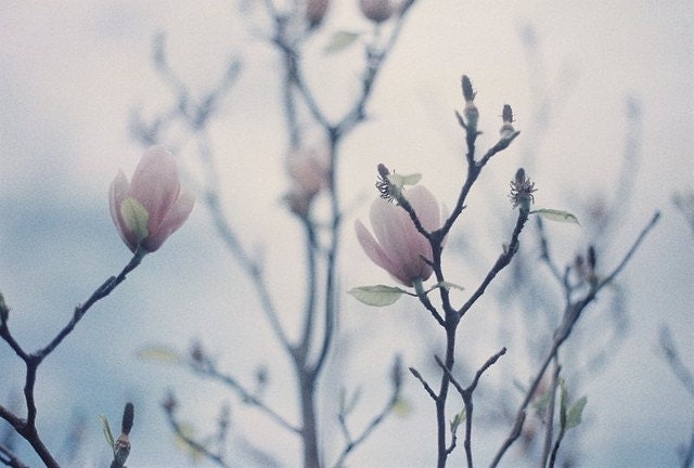 MAGNOLIA // 8 x 12 PRINT