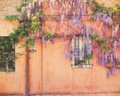 wisteria vine photograph - "enchanted". purple spring blooms -  rustic orange wall windows - dreamy botanical - california - 8x12 - MyanSoffia