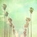 Los Angeles photography, photo of California palm trees in a row La La Land sunny day summer vacation blue mint green sky travel nursery art