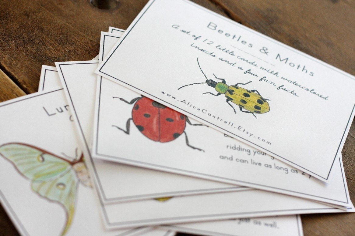 Insect Cards with Moths & Beetles - Digital - Printable PDF