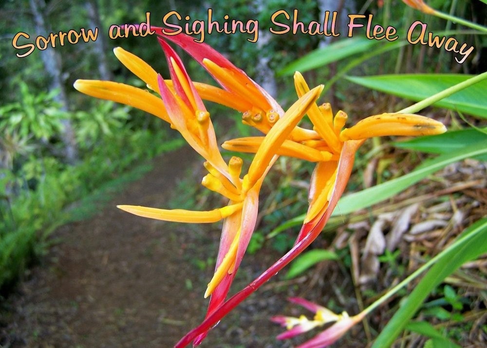 SORROW & SIGHING SHALL Flee Away - 5 X 7 Photo Art Print