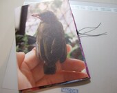 Gray: Baby Chinese Bulbul Bird in the City (Art Zine)