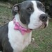 Heart-Breaker Bow Tie Custom Dog Collar