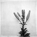 Black and White Flower Print, Lily Buds, Fine Art Photography, Monochromic, Minimalist, Modern, 8x8, No. 7733