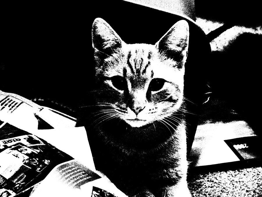 Custom Andy Warhol style of your pet 8x10 print FREE SHIPPING in the USA