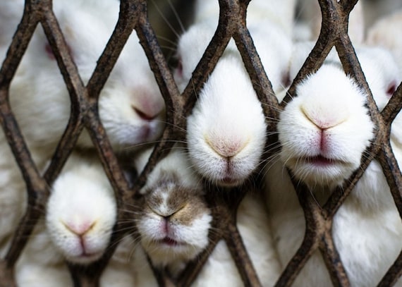 Bunny Noses, 8x12