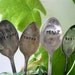 Keep Calm Spoon Plant Garden Marker (E0203)