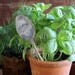 Basil herb kit plantable seed paper garden marker