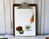 Vintage Book Page - Vintage Illustrations - 1965-  Passion Fruit, Kiwi - For Framing, Decoupage, Mixed Media, Assemblage, Collage
