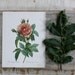 Redoute's Rose - Vintage Book Plate - 1978