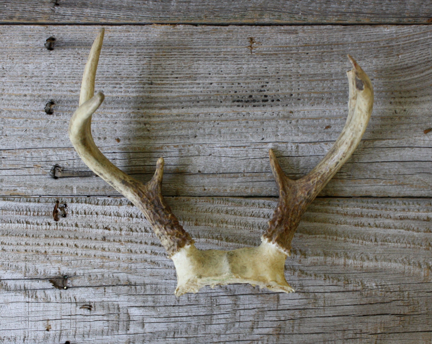 Small Vintage Deer Antlers with Skull Section
